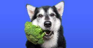 Can dogs eat broccoli?