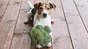 Can dogs eat broccoli?