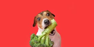 Can dogs eat broccoli?