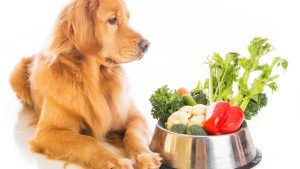 Can dogs eat broccoli?