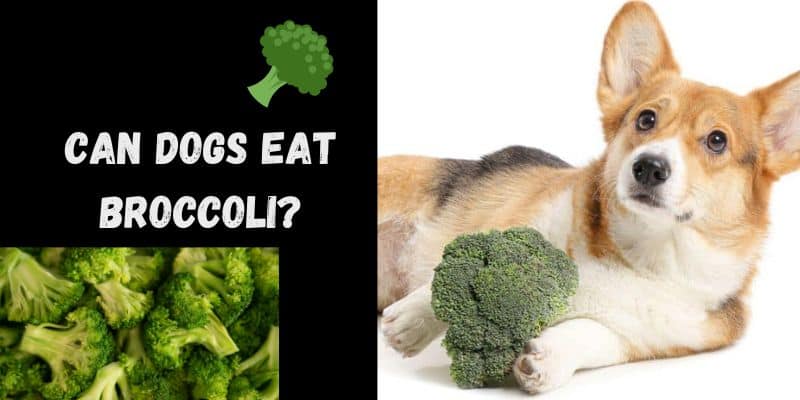 Can dogs eat broccoli?Experts Weigh In