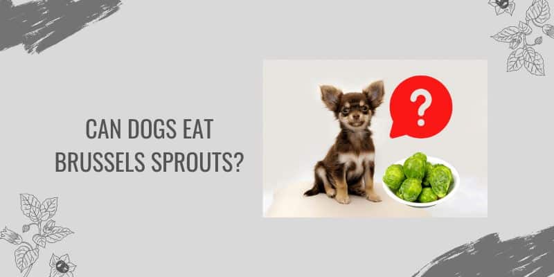 Can dogs eat brussels sprouts?