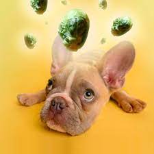 Can dogs eat brussels sprouts?