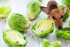 Can dogs eat brussels sprouts?