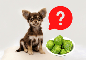 Can dogs eat brussels sprouts?