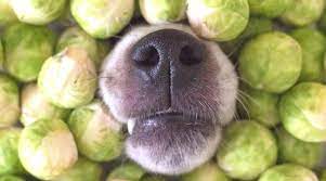 Can dogs eat brussels sprouts?