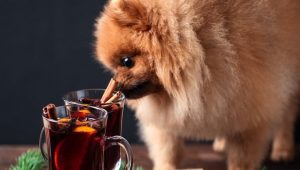 Can dogs eat cinnamon?