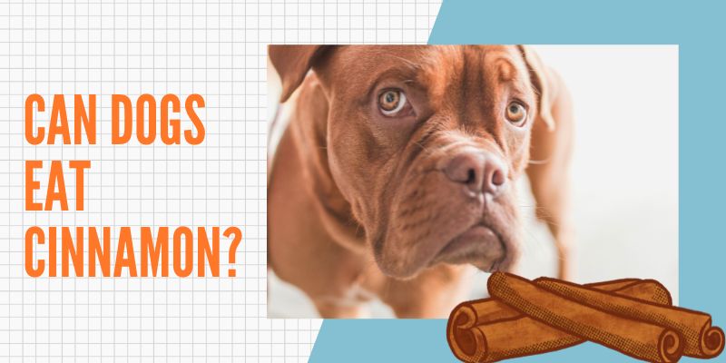 Can dogs eat cinnamon?