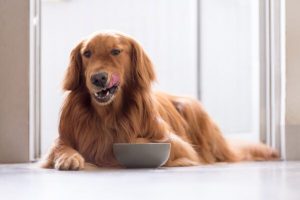Can dogs eat cinnamon?