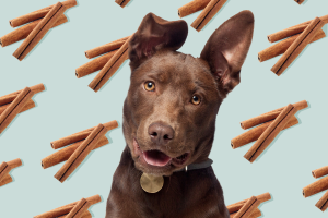 Can dogs eat cinnamon?