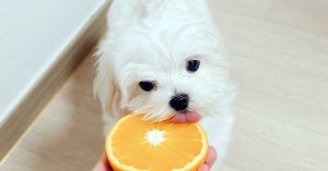 Can dogs eat citrus fruit? 