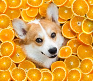 Can dogs eat citrus fruit? 