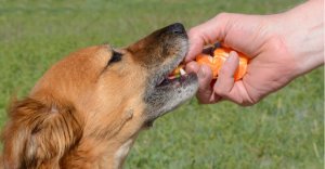 Can dogs eat citrus fruit? 