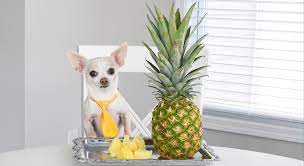 Can dogs eat citrus fruit?