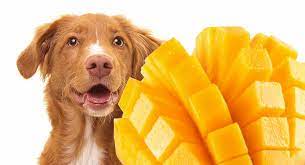 Can dogs eat citrus fruit?