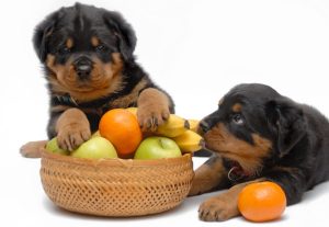 Can dogs eat citrus fruit?