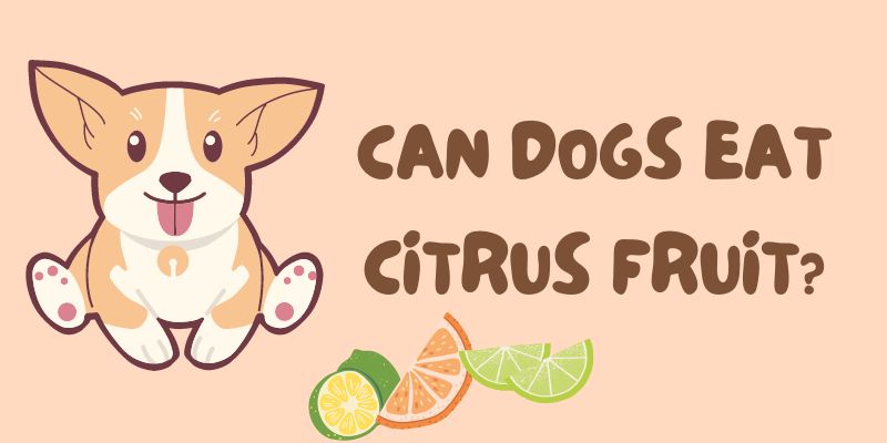 Can dogs eat citrus fruit?