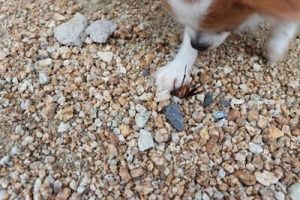 Can dogs eat cockroaches?