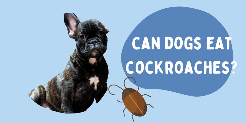 Can dogs eat cockroaches?