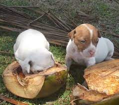 Can dogs eat coconut?