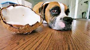 Can dogs eat coconut?