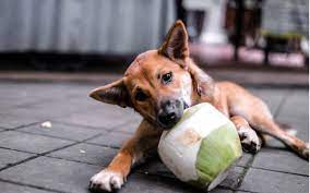 Can dogs eat coconut?