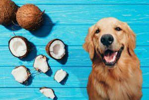 Can dogs eat coconut?