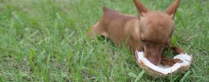 Can dogs eat coconut?