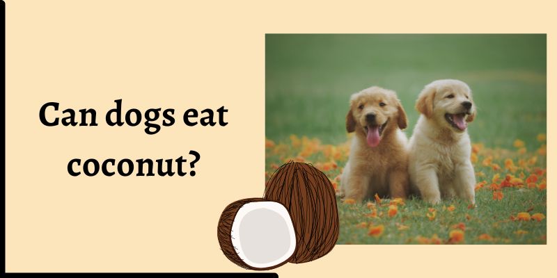 Can Dogs Eat Coconut?Benefits and Risks 2024