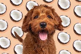 Can dogs eat coconut?