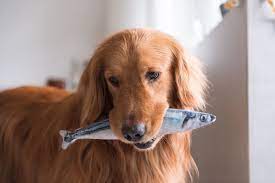 Can dogs eat cod?