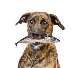 Can dogs eat cod?