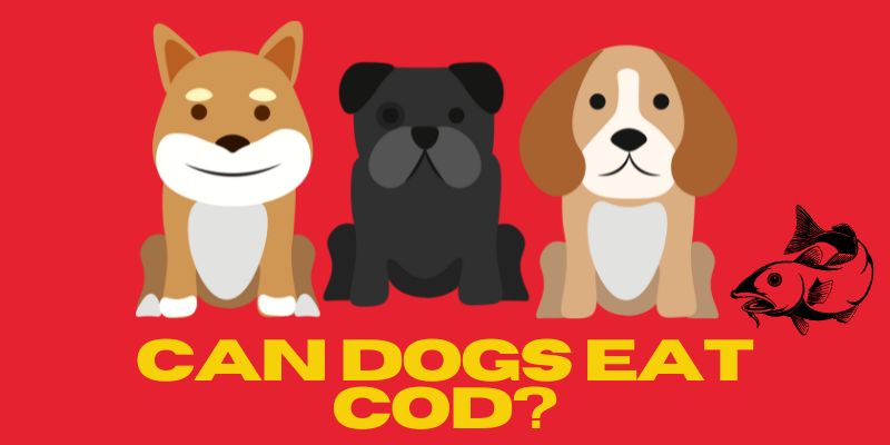 Can dogs eat cod?