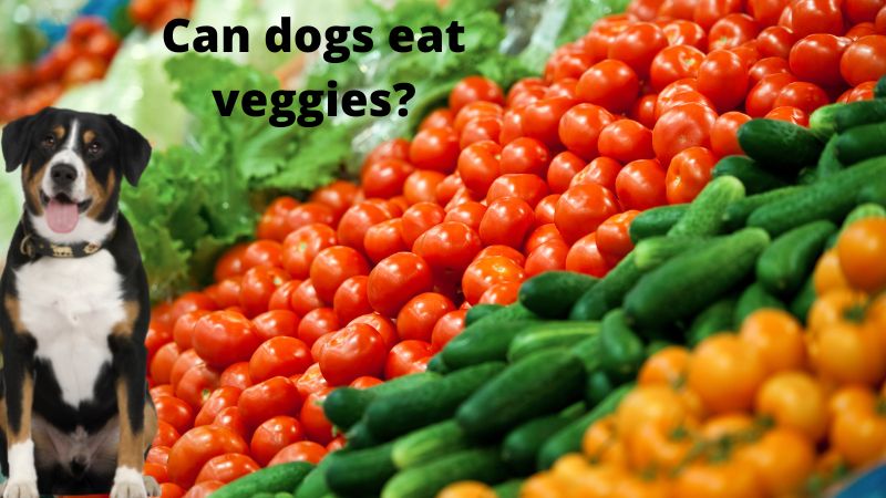 Can dogs eat veggies?