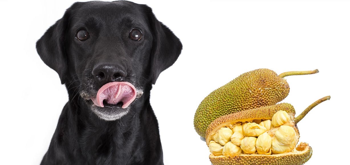 can dogs eat jackfruits