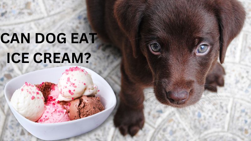 can dog eat ice cream