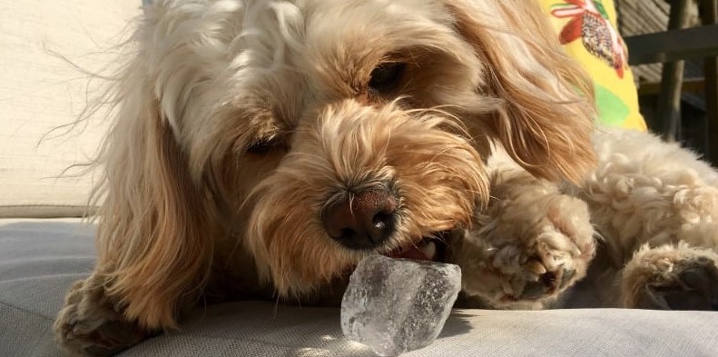 can dog eat ice cubes