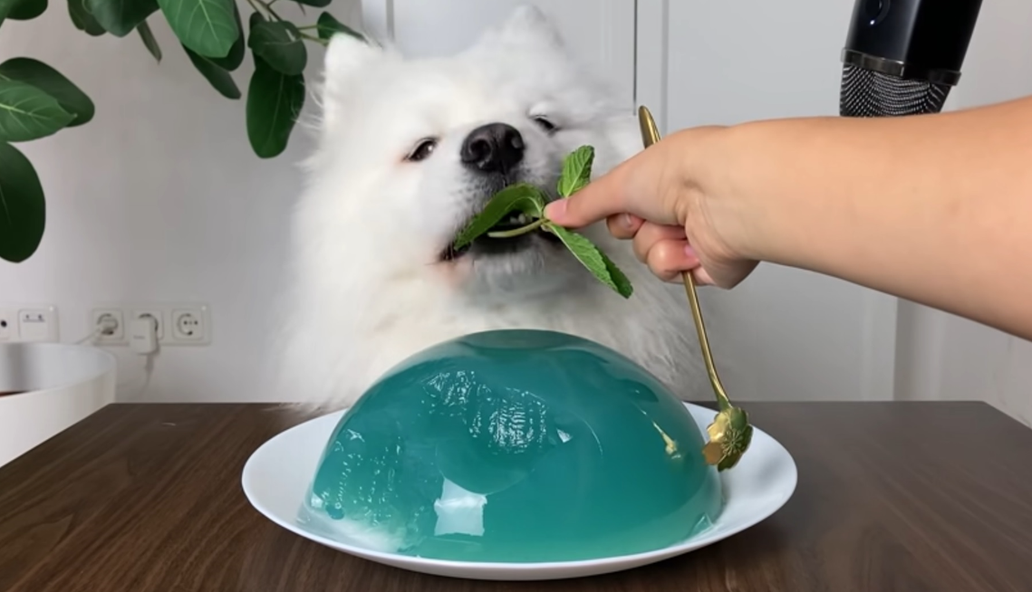 can dogs eat jelly