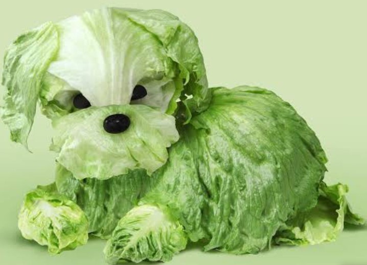 can dog eat iceberg lettuce