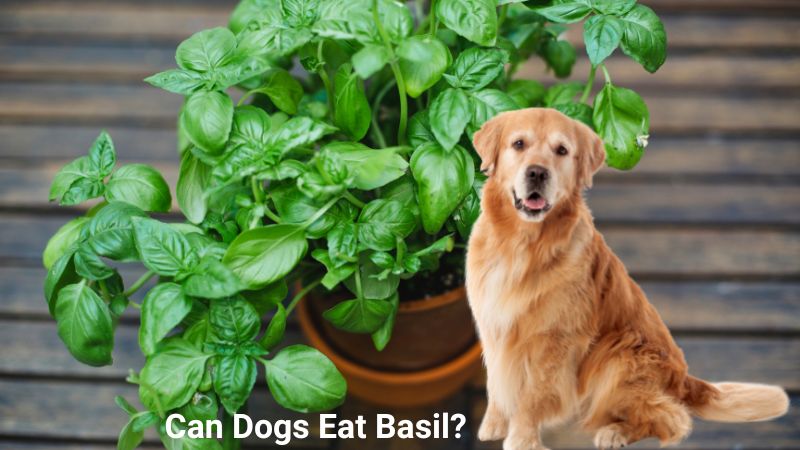 Can Dogs Eat Basil?