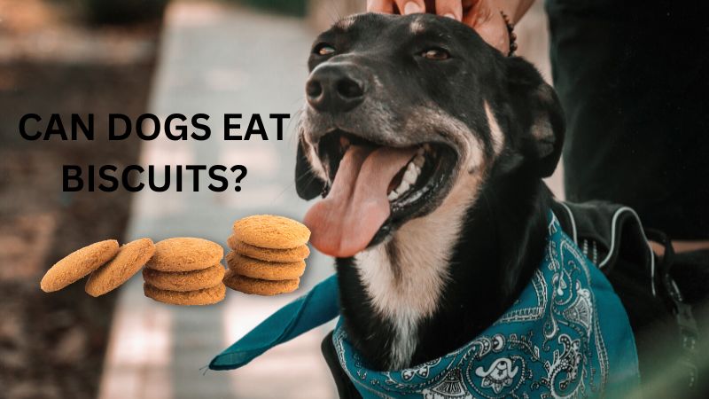 Can Dogs Eat Biscuits?