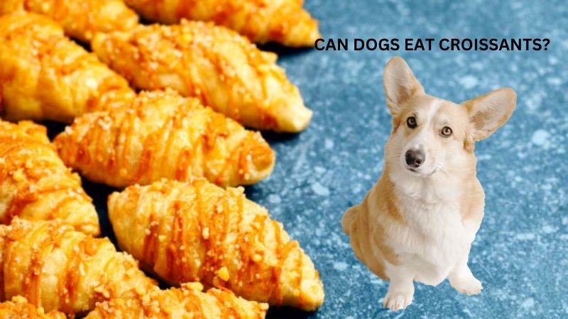 CAN DOGS EAT CROISSANTS?Vet Reviewed Facts & FAQ