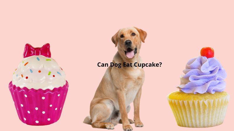 Can Dog Eat Cupcake