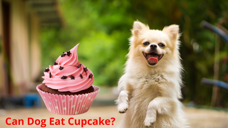 Can Dog Eat Cupcake 