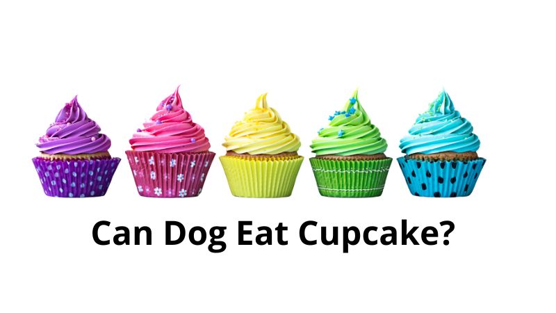 Can Dog Eat Cupcake 