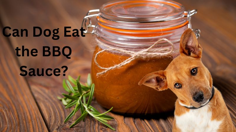Can Dog Eat the BBQ Sauce?