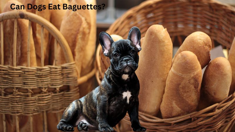 Can Dogs Eat Baguettes?