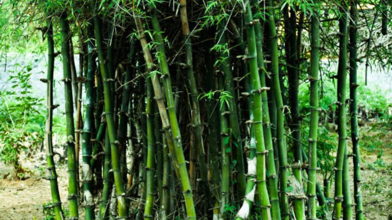Can Dogs Eat Bamboo 
