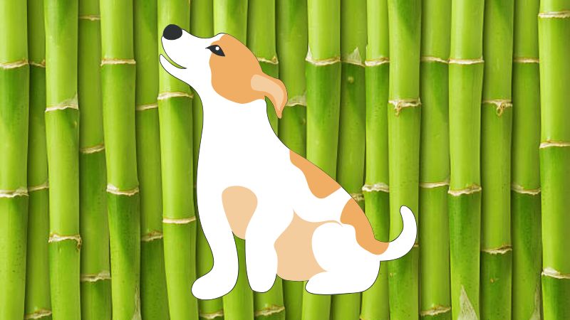 Can Dogs Eat Bamboo 
