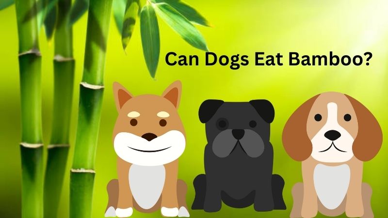 Can Dogs Eat Bamboo?